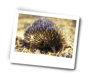 Discover Victoria with 4wd Tours