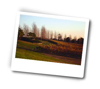 Adventure Tours at Yarra Valley, Victoria