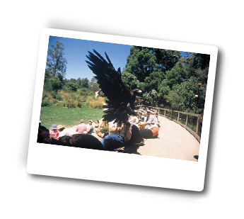 Healesville Adventures Tours, Victoria